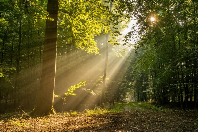 Morning Rituals for a Calm and Healthy Start to Your Day